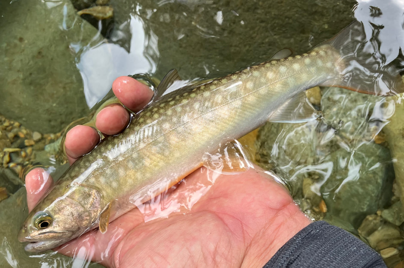 川のイメージ6枚目