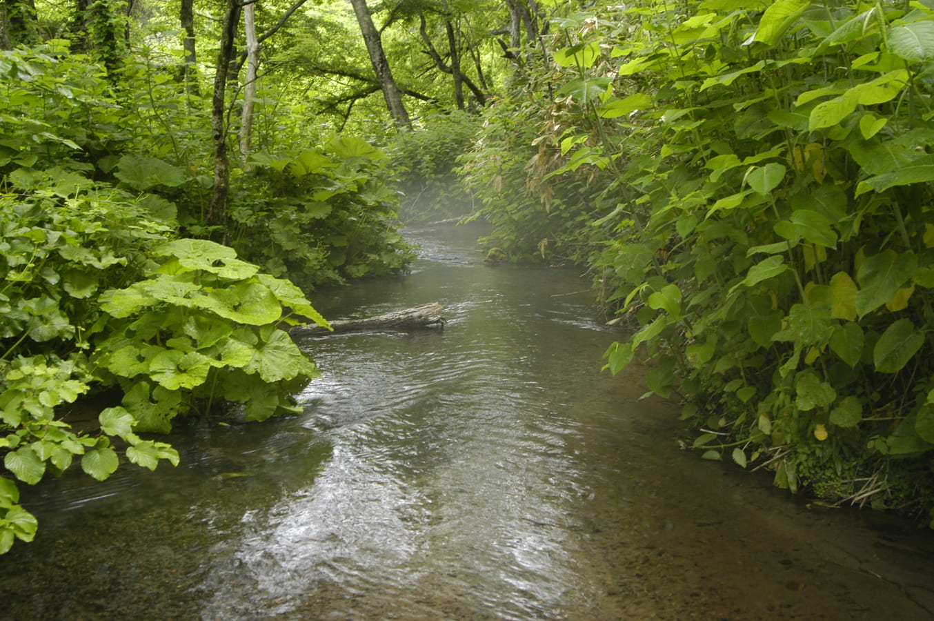 川のイメージ8枚目